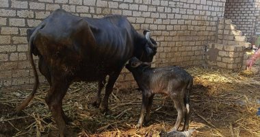 بيطرى الأقصر تقدم خدمات التلقيح الاصطناعى للماشية لحالات التحسين الوراثى