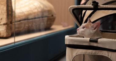 الحمض النووى يروى حكاية أقدم قطة منزلية فى الصين.. دراسة تكشف