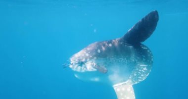 مولا مولا.. سمكة الشمس العملاقة سفيرة جمال البحر الأحمر وزنها يتخطى الطن وتتميز بالمظهر الفريد الخالى من الزعنفة الخلفية.. ومن أندر الكائنات البحرية وأكثرها دلالة على التنوع البيولوجى وجمال البيئة البحرية.. صور