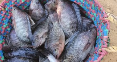 نجاح تنفيذ مشروعات الاستزراع السمكى بقرى الداخلة