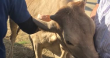 علاج 2625 حالة فى قافلة بيطرية مجانية لجامعة كفر الشيخ بقرية إبيانة