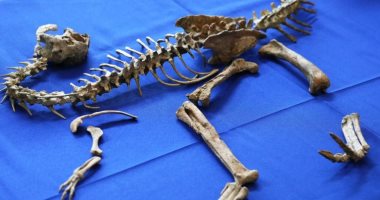 فرنسا تسلم منغوليا أحفورة ديناصور عمرها 70 مليون عام