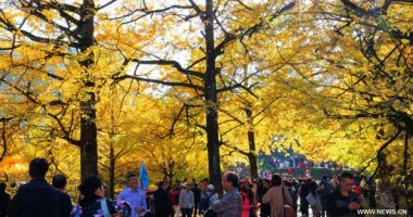 موسم أشجار الجنكة فى الصين يجذب الزوار بألوانه الذهبية الخلابة