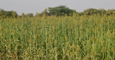 القرى والحقول تحكى لغتها.. كيف يحفظ معجم أودية جازان الزراعى تراث المزارعين