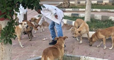 مدينة العبور تجهز «شلتر» للكلاب الحرة لتحصينها وتنفذ حملات للتطعيم ضد السعار
