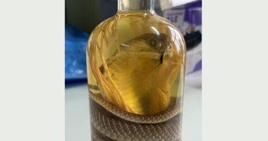 ضبط امرأة تحمل زجاجة نبيذ بها ثعبان محنط فى روسيا.. صور