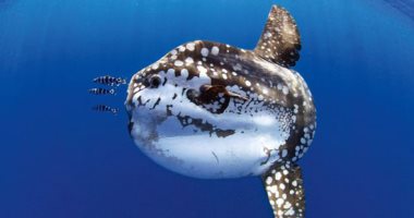مولا مولا.. أيقونة الأعماق فى البحر الأحمر بوزن هائل ومظهر استثنائي