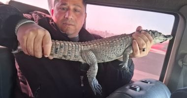 تمساح الزاومل في قبضة رجال وزارة البيئة