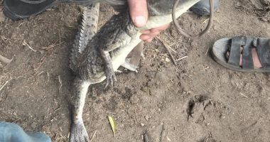 بعد أزمة تمساح الزوامل.. صيادو الشرقية يصنعون «شبكة الوحش» لمواجهة ظهور التماسيح.. طولها 180 مترا وارتفاعها 15 ومصنوعة من خيوط قوية تستخدم فى شباك صيد الأسماك الكبيرة.. مكونة من 3 طبقات ووزن الرصاص بها 120 كيلو