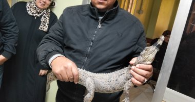 وصول تمساح الزوامل لشئون البيئة