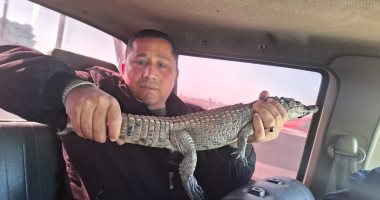 تمساح الزوامل الصغير