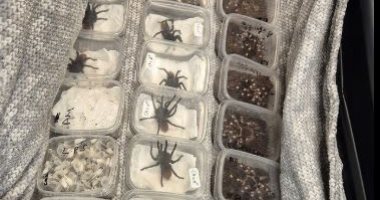 بريطانيا توقف تهريب 2000 عنكبوت حي ومئات المضبوطات في مواجهة لتجارة الحياة البرية