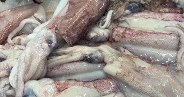 الإخطبوط والكلمارى وطماطم البحر.. أنواع من أسماك البحر الأحمر بحلقة سمك الغردقة