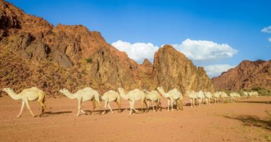 الأبل في السعودية