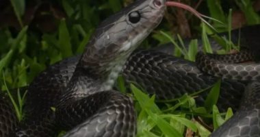 ثعبان أسود يربك العلماء في الهند.. لماذا سمى على اسم أشهر صائد للتماسيح؟