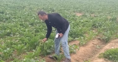زراعة الإسماعيلية تنفذ مرورًا ميدانيًا على زراعات بنجر السكر.. اعرف التفاصيل