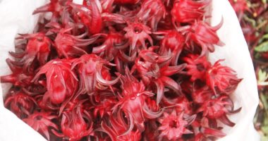 الكركديه فى الأجولة