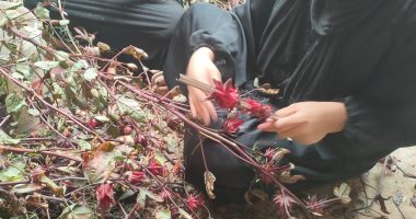 موسم حصاد وتفصيص أعواد الكركدية قبل طرحه في الأسواق