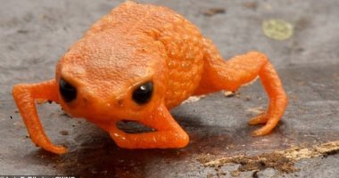 اطلق عليه اسم الرئيس البرازيلى.. اكتشاف ضفدع يشبه قرع العسل بإحدى الغابات