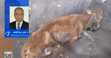 بيطري المنوفية يكشف لـ ستوديو إكسترا تفاصيل ضبط مذبح غير مرخص