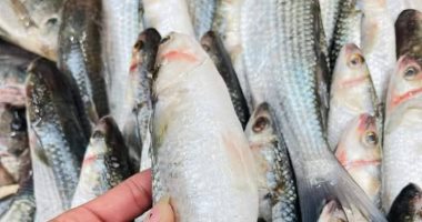 أسماك البورى