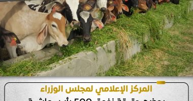 مجلس الوزراء يوضح حقيقة نفوق 500 رأس ماشية بمحافظة المنوفية