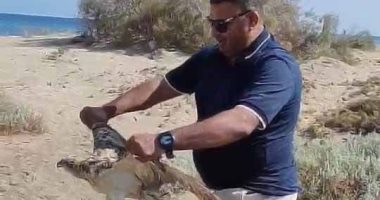 إنقاذ طائر عقاب نساري مصاب بمنطقة أبو غصون بمرسى علم.. صور