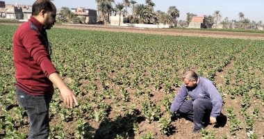 محافظ أسيوط: تكثيف المتابعة الميدانية للمحاصيل الشتوية ودعم فني للمزارعين