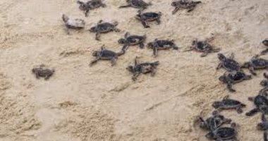 السلاحف تغزو سواحل إسبانيا وتثير الذعر.. التغير المناخى كلمة السر