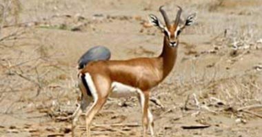 تعرف على حيوانات وطيور تم رصدها بمحمية جبل علبة جنوب البحر الأحمر