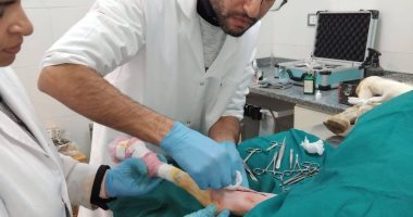 إجراء عملية تثبيت كسر ساق لمعزة بمديرية الطب البيطرى فى الغربية.. صور