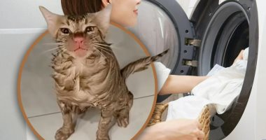 مناخيرها احمرت بس.. تشغيل غسالة ملابس بداخلها قطة ونجاتها بأعجوبة