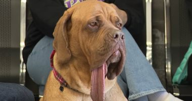 الكلب أوكلاهوما