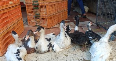 قائمة أسعار الدواجن والبط والحمام فى الأقصر اليوم الإثنين 15 ديسمبر 2025