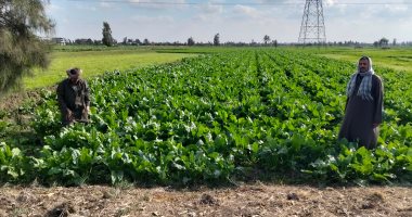 محصول الخير.. بنجر السكر ربح وفير ورزق كبير للفلاح فى الشرقية (صور)