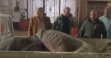ضبط جزار ذبح رأس ماشية نافقة قبل طرحها للبيع بالشهداء فى المنوفية