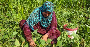 حصاد الفاصوليا الخضراء موسم الخير لمزارعى العياط