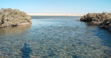 جزيرة أبو منقار