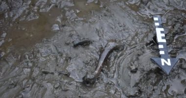 العثور على رفات كلب وخنجر عظمى بمدفن عمره 5000 عام فى السويد.. ما قصته؟