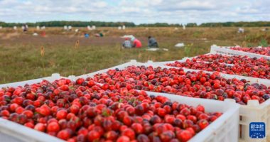 رحلة التوت البرى فى الصين من الحقول للمنتجات العالمية فائقة الجودة