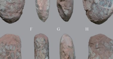 العثور على بيضة ديناصور وعظام متحجرة عمرها 100 مليون عام فى الصين