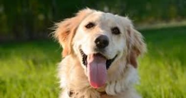 كلب يقاضى مصلحة الضرائب الأمريكية.. ذا هيل تكشف التفاصيل