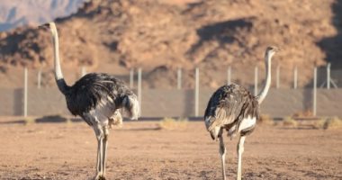 محمية الأمير محمد بن سلمان الملكية تعيد توطين النعام ذو الرقبة الحمراء