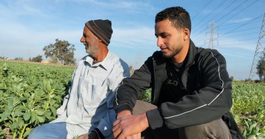 الفول البلدى يزين حقول الشرقية.. والمزارعون: يستغرق من 4 لـ5 أشهر.. صور