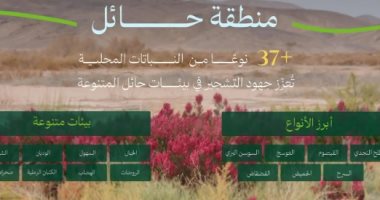 الوطنى للتشجير بالسعودية: الطلح والقيصوم أكثر النباتات المحلية انتشارًا فى حائل