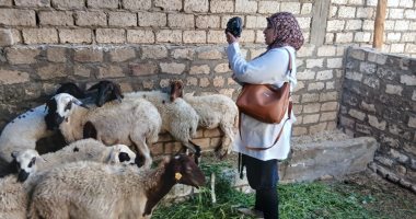 تحصين 135 ألف رأس ماشية خلال الحملة القومية الثالثة للتحصين بأسيوط