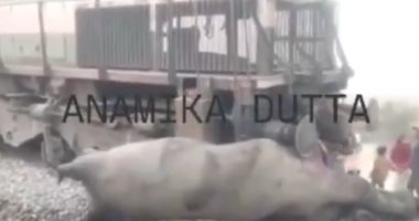 بسبب الضباب الكثيف.. قطار نيودلهى السريع يصدم قطيع أفيال فى الهند (فيديو)