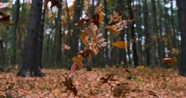 تغريم متقاعد بريطانى بعد بصقه ورقة شجرة حملتها الرياح إلى فمه 