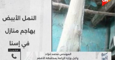 زراعة الأقصر: لا علاقة للنمل الأبيض بانهيار بعض المنازل.. البيوت مبنية بالطين