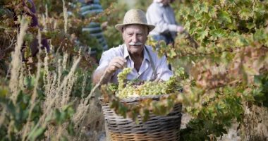 نبيذ دوميناريا والتمثيل المسرحى بالتشيك بقائمة التراث غير المادى باليونسكو